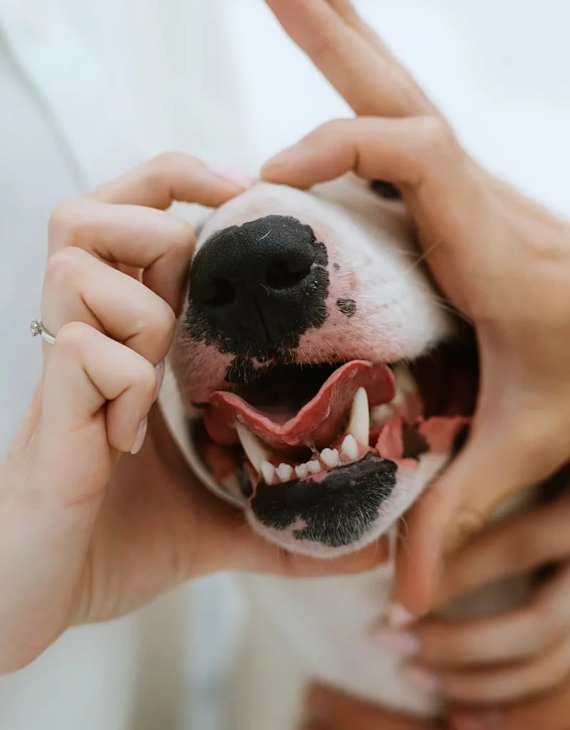 Showing dog teeth